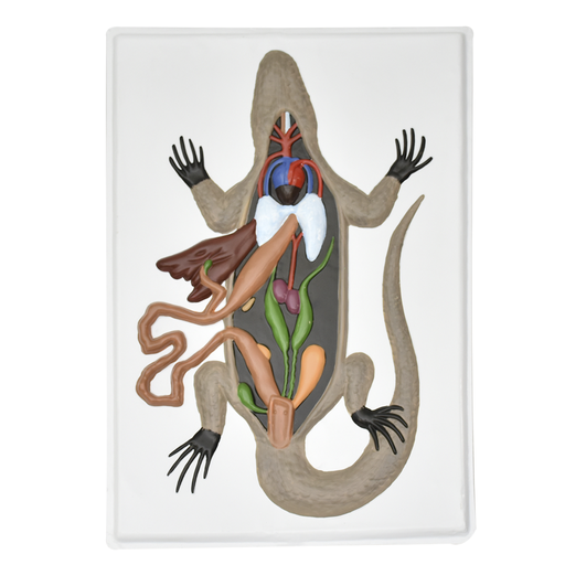 Lamina de anatomia de lagartija