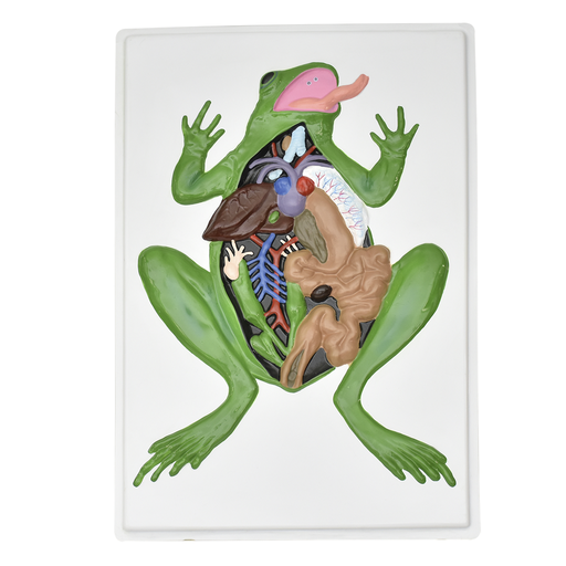 Lamina de anatomia de rana