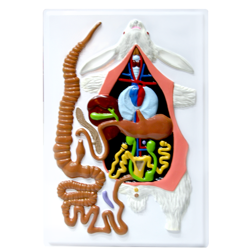 Lamina de anatomia de conejo