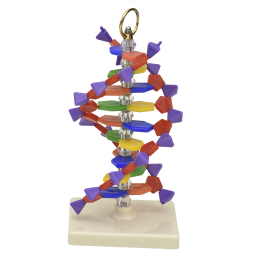 Estructura de adn