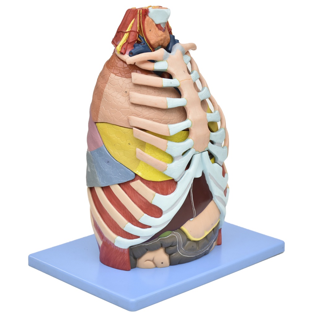 Modelo anatomico de caja toracica
