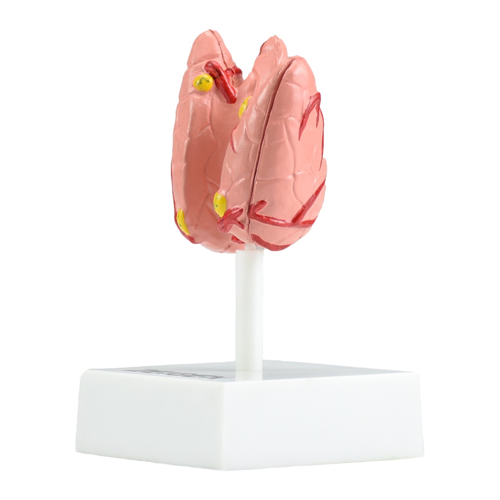 Modelo anatomico de Glándula tiroides