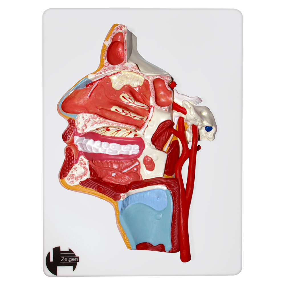 Cara con nervio trigémino