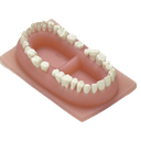 Dentadura de adulto premium