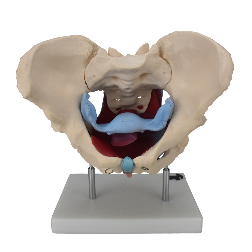 Pelvis femenina ósea con órganos