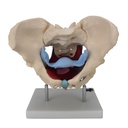 Pelvis femenina ósea con órganos