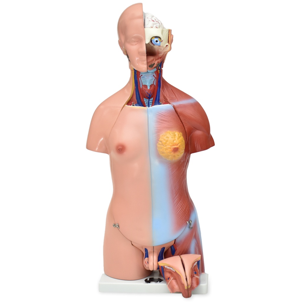 Torso bisexual