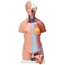 Torso bisexual