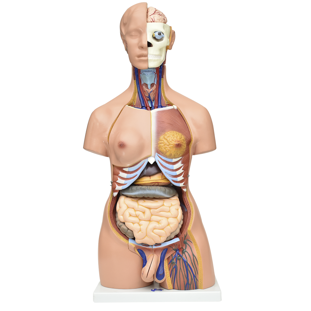 Torso bisexual