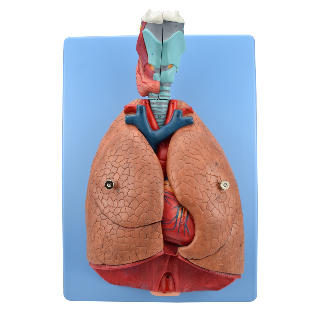 Pulmones naturales de lujo