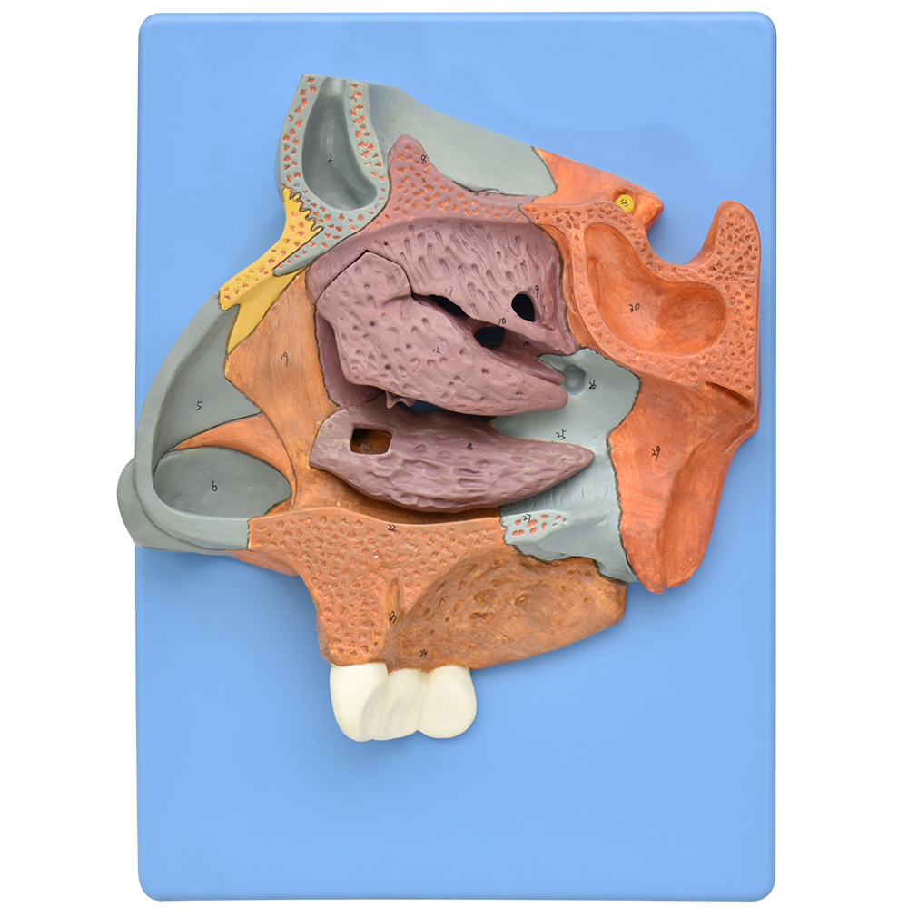 Corte sagital de la cavidad nasal ampliada