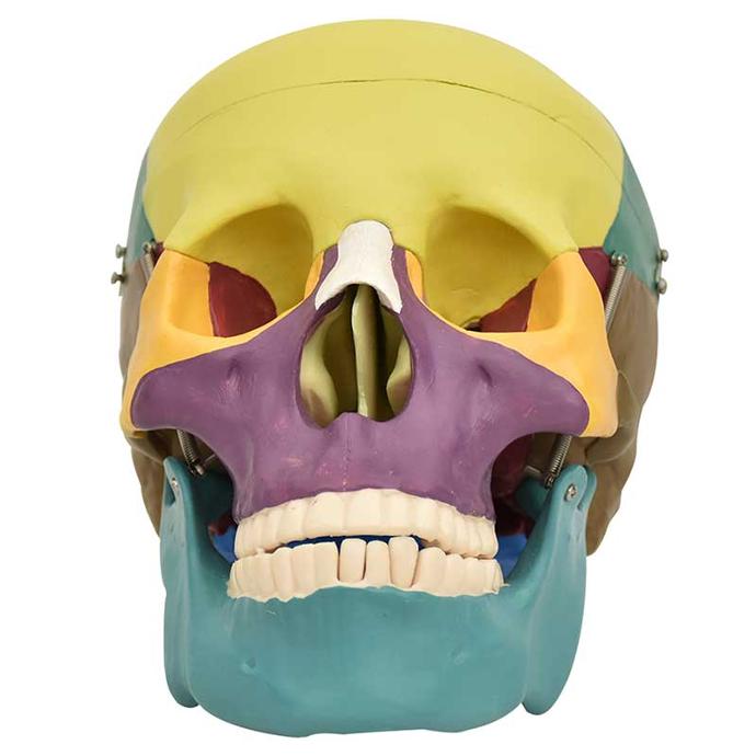 Cráneo de colores pequeño