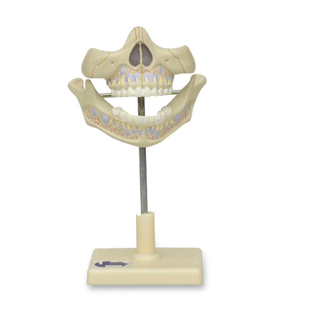 Mandibula frontal con dientes de leche