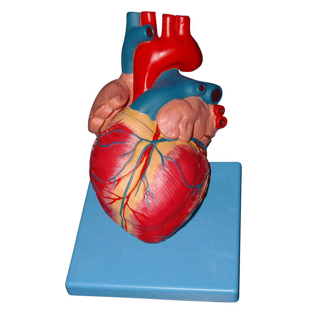 Corazón de lujo