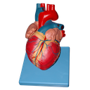 Corazón de lujo