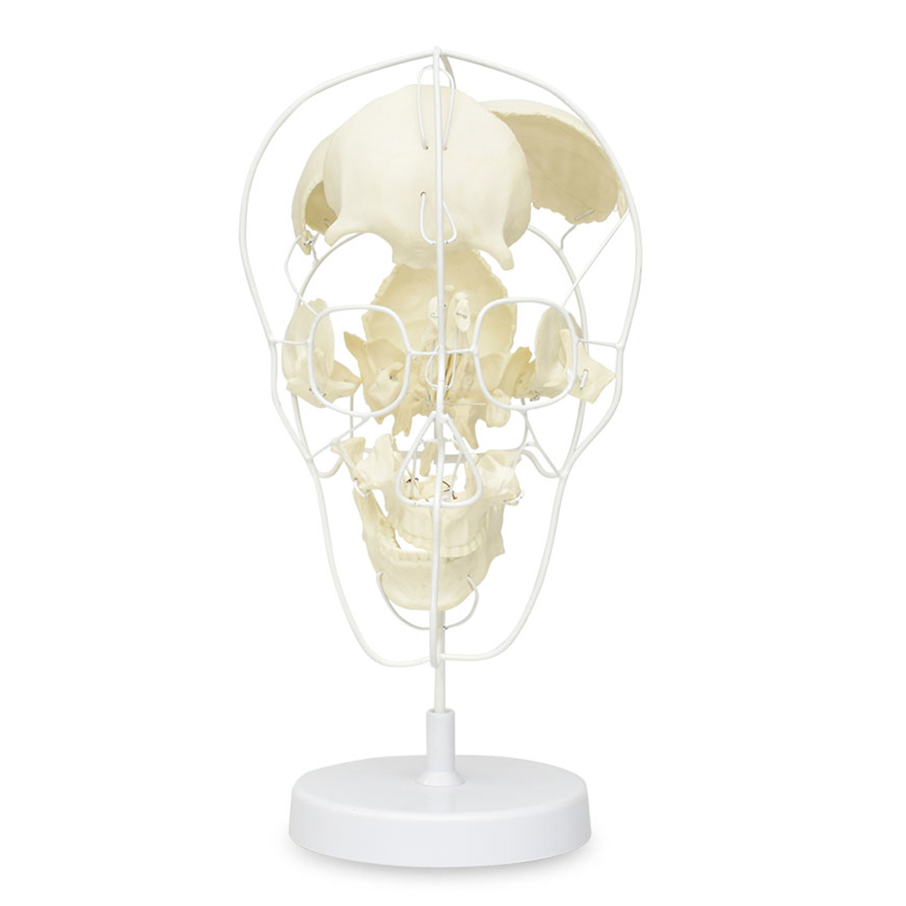 Craneo disectado grande