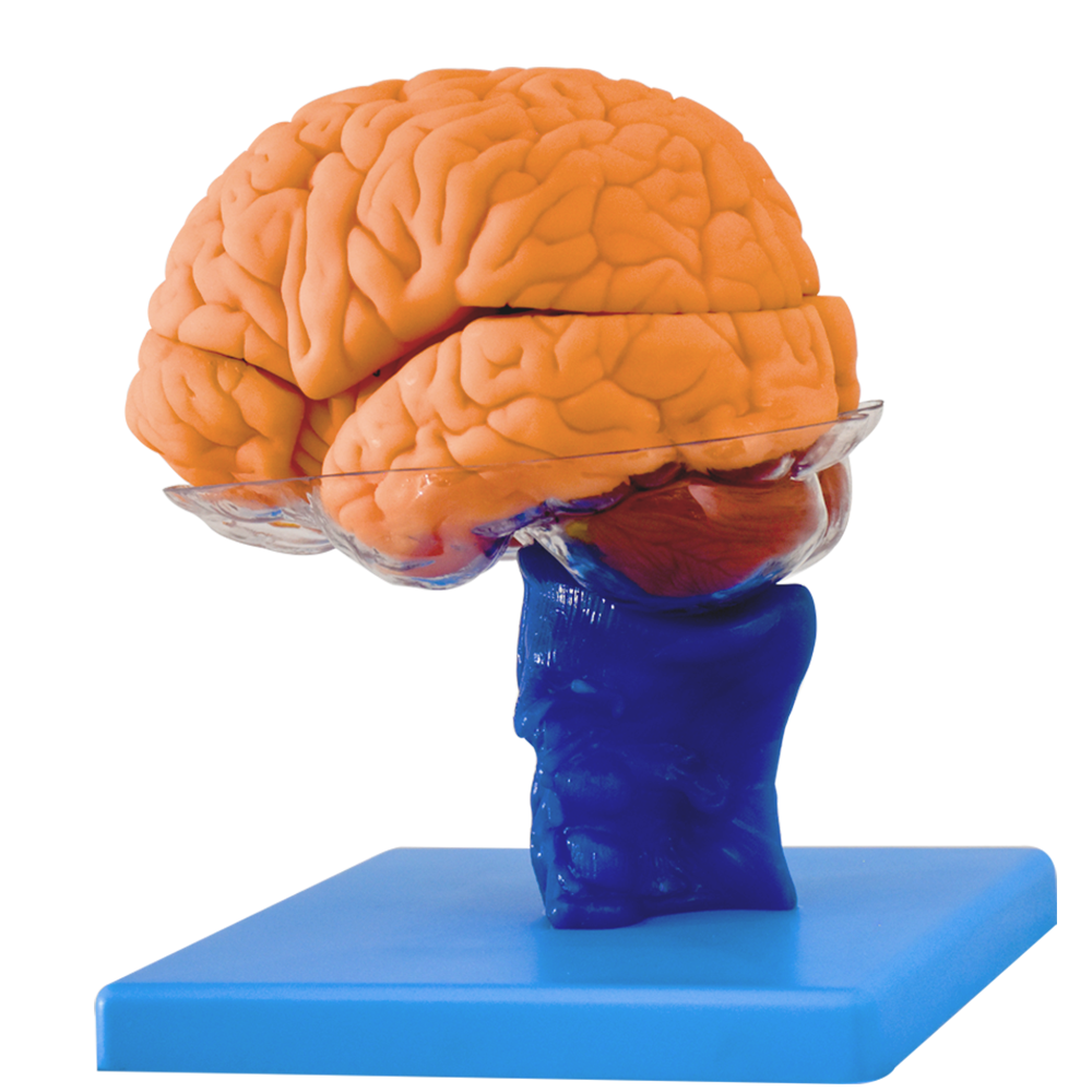 Cerebro con tallo cerebral