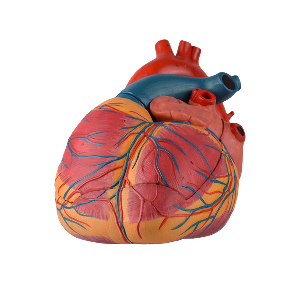 Corazon gigante de lujo