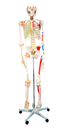Esqueleto articulado de lujo 170 cm