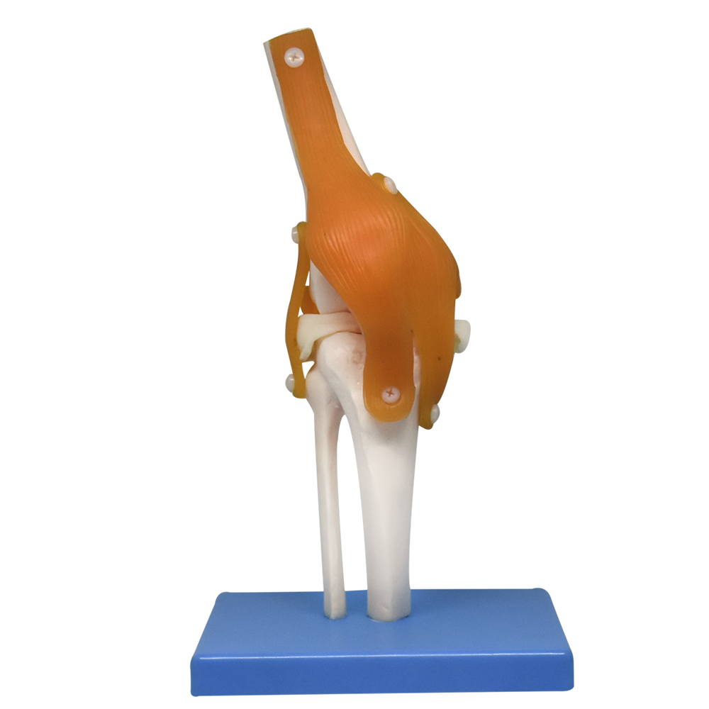 Articulación de rodilla con ligamentos premium