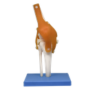 Articulación de rodilla con ligamentos premium
