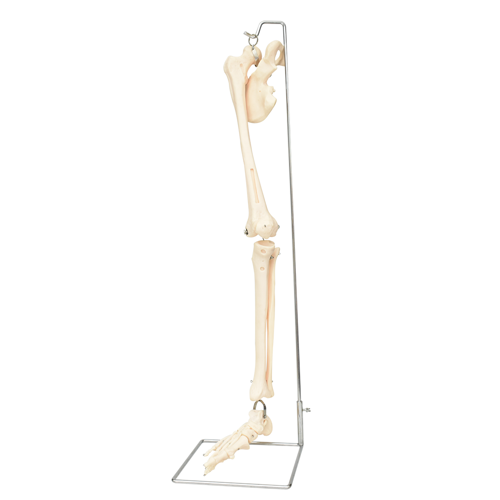 Pierna con hueso de la cadera