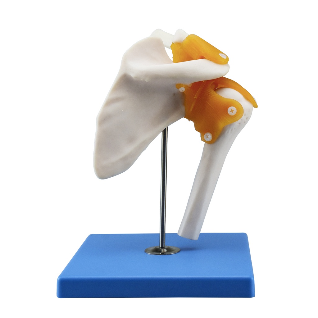 Articulación de hombro con ligamentos