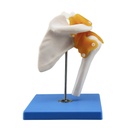 Articulación de hombro con ligamentos