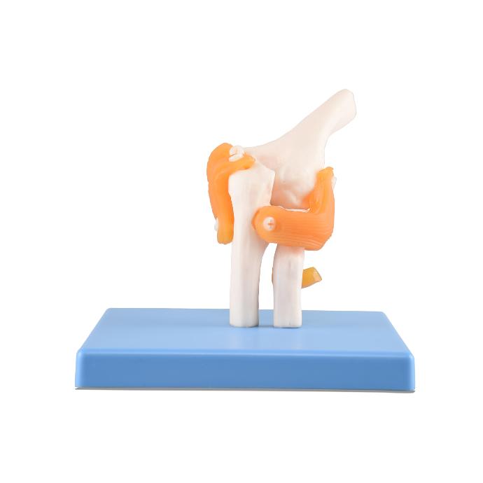 Articulación de codo con ligamentos
