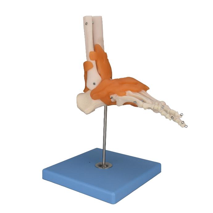 Articulación de pie con ligamentos