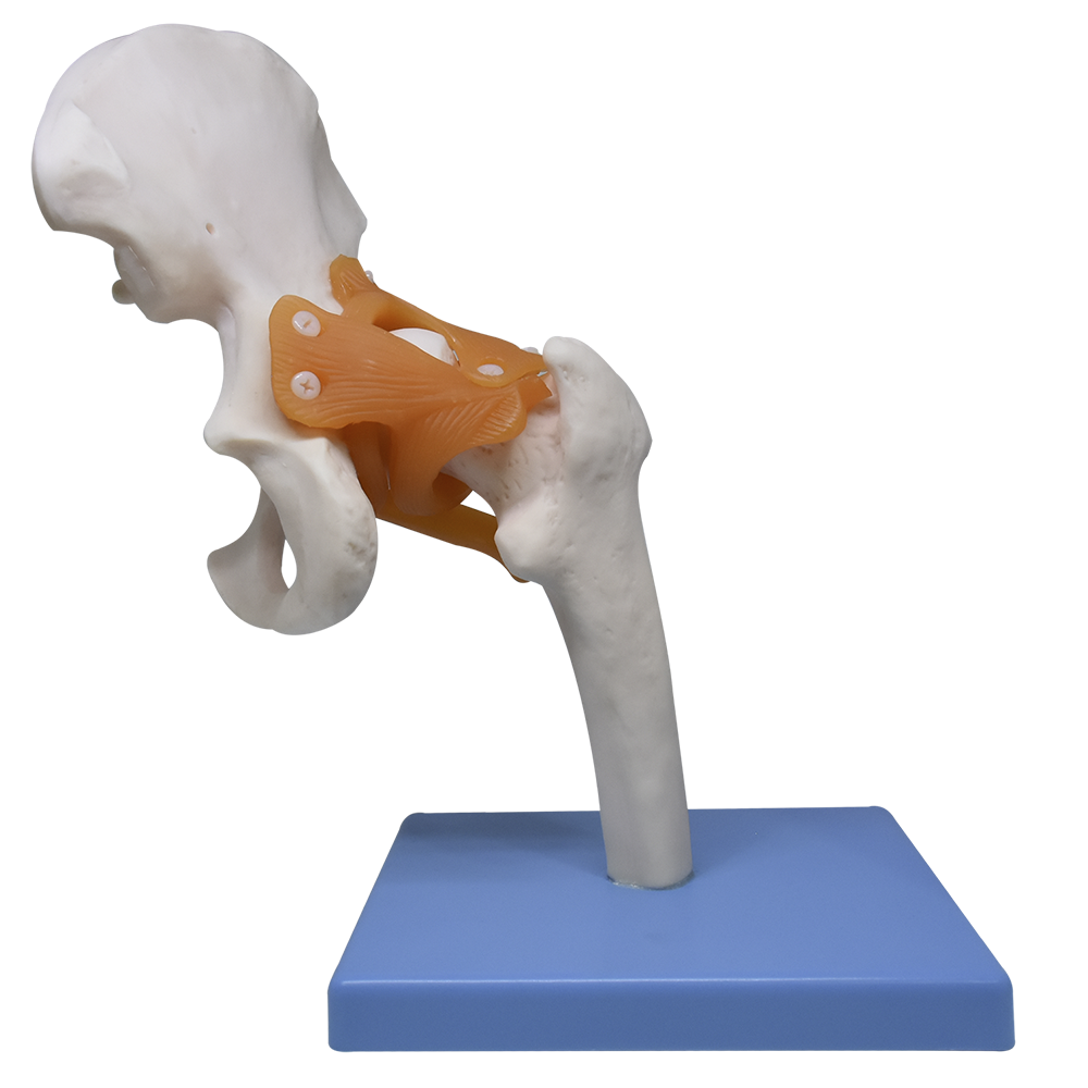 Articulación de cadera con ligamentos