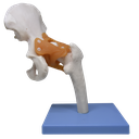 Articulación de cadera con ligamentos