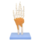 Mano con ligamentos