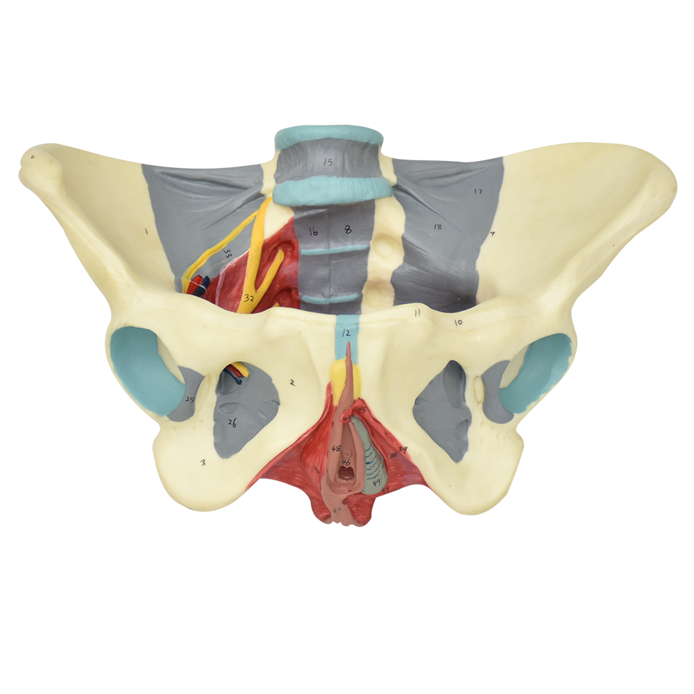 Pelvis femenina con ligamentos y nervios