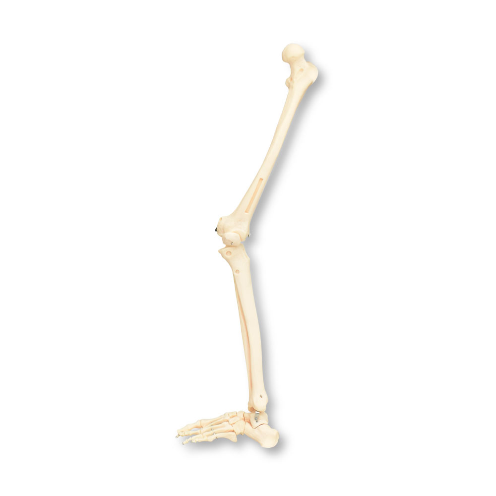 Pierna ósea con pie izquierdo