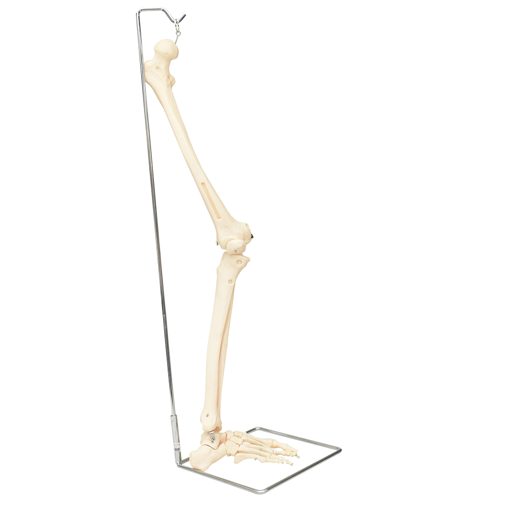 Pierna ósea con pie derecho de lujo