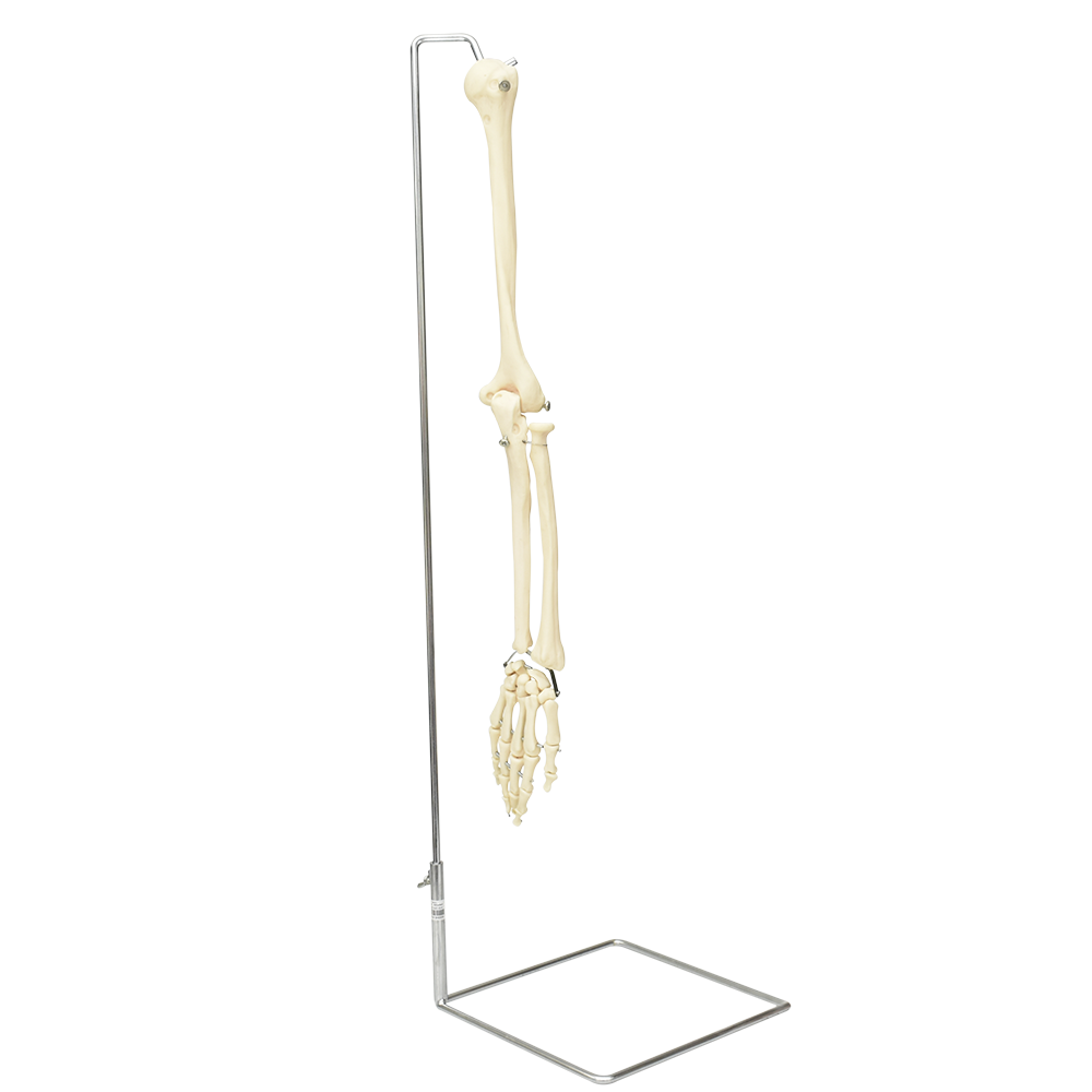 Brazo oseo con mano derecha de lujo