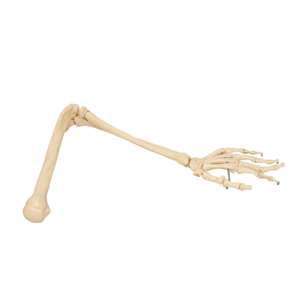 Brazo oseo con mano izquierda