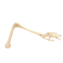 Brazo óseo con mano izquierda