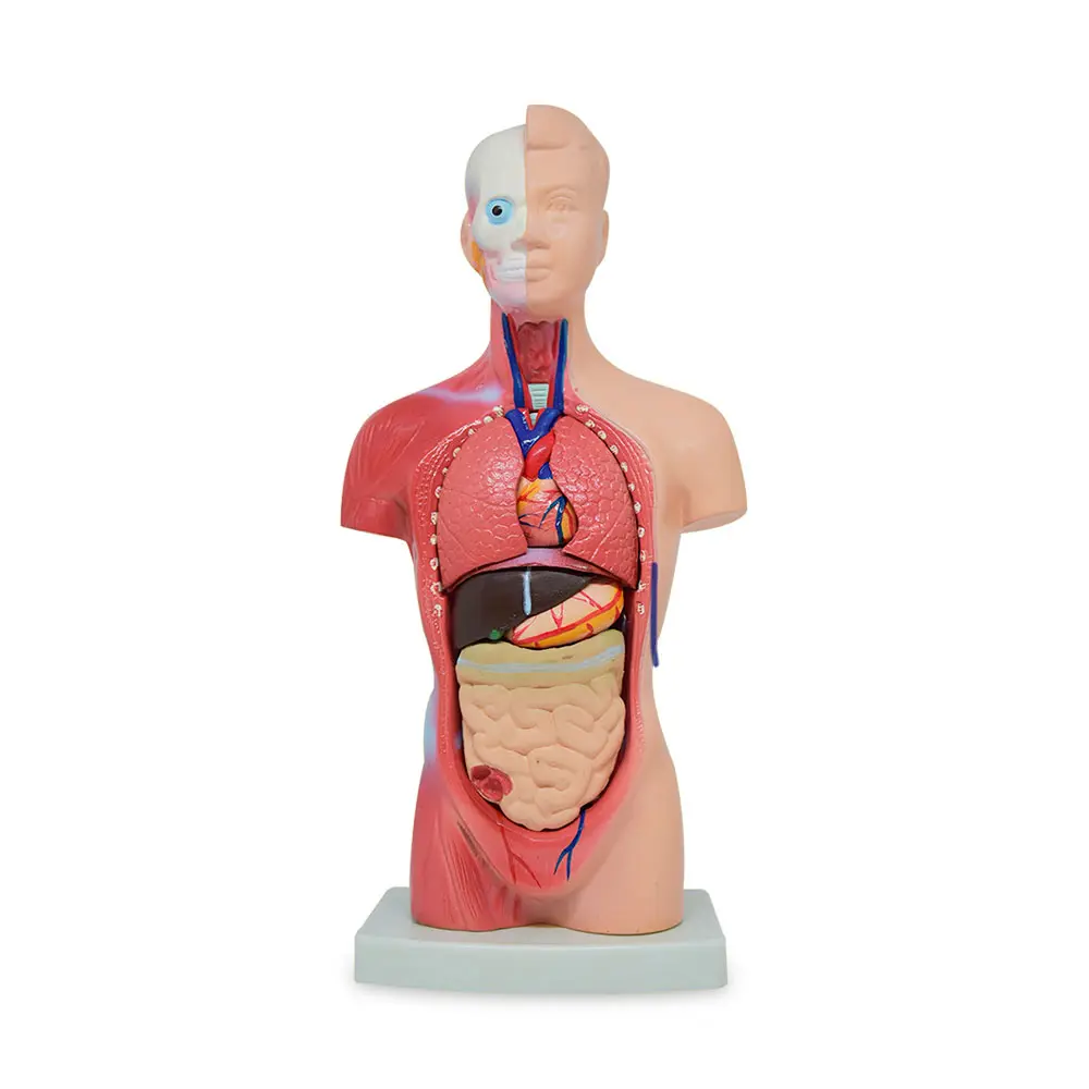 Torso masculino