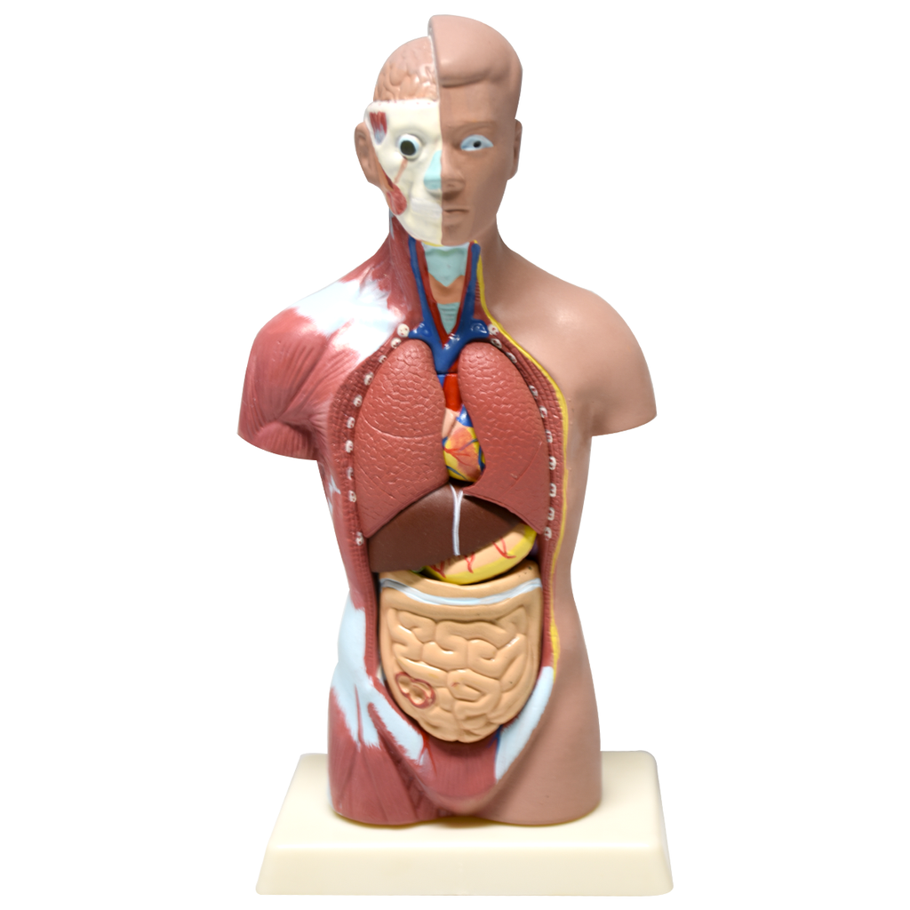 Torso masculino 28 cm