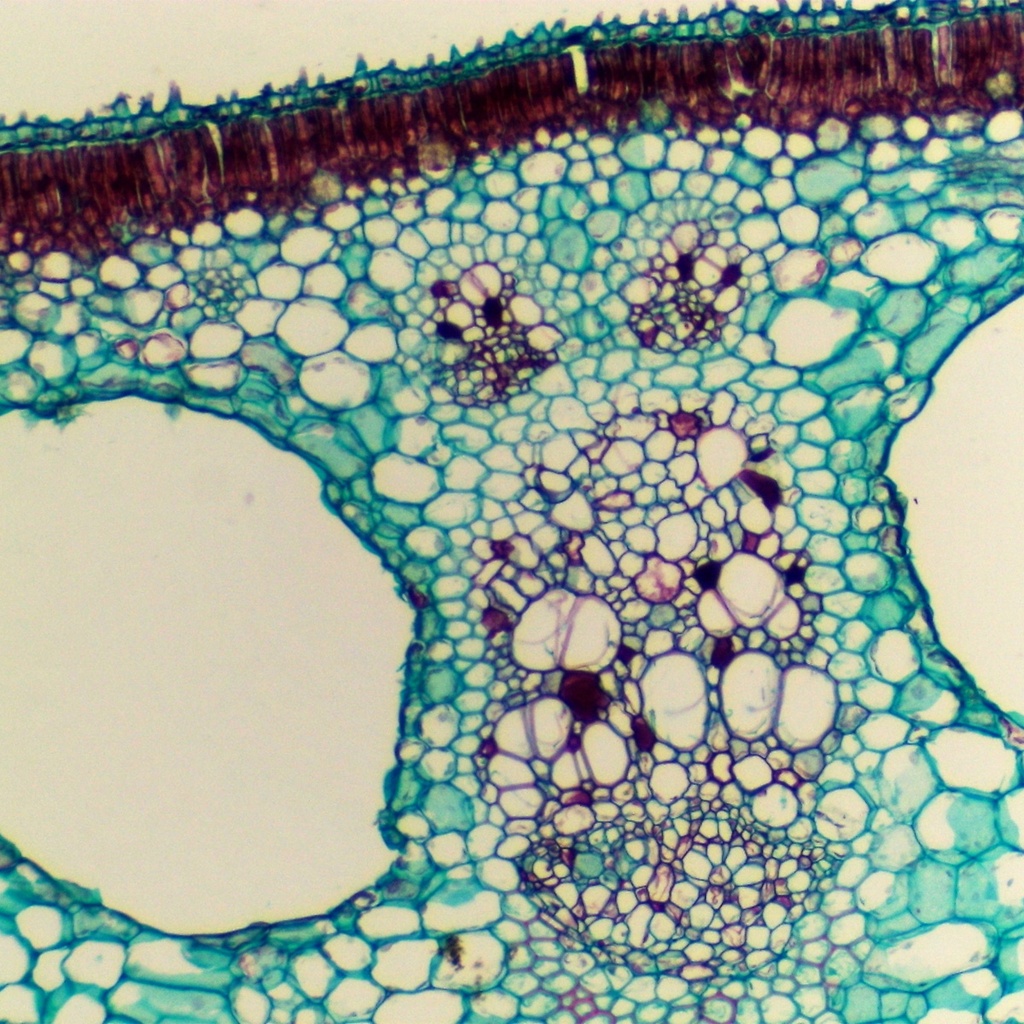 Preparación microscópica de flor acuática