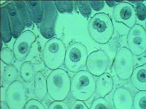Preparación microscópica de sección de mitosis animal