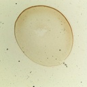 Preparación microscópica de huevo de rana unicélula