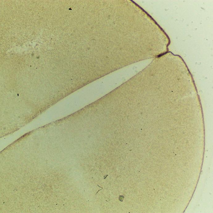 Preparación microscópica de huevo de rana con división a 2 células