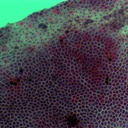 Preparación microscópica de piel de rana