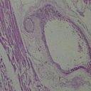 Preparación microscópica de ovario de conejo