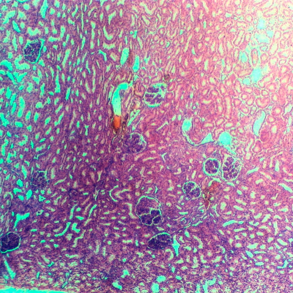 Preparación microscópica del riñón de puerco de guinea ls