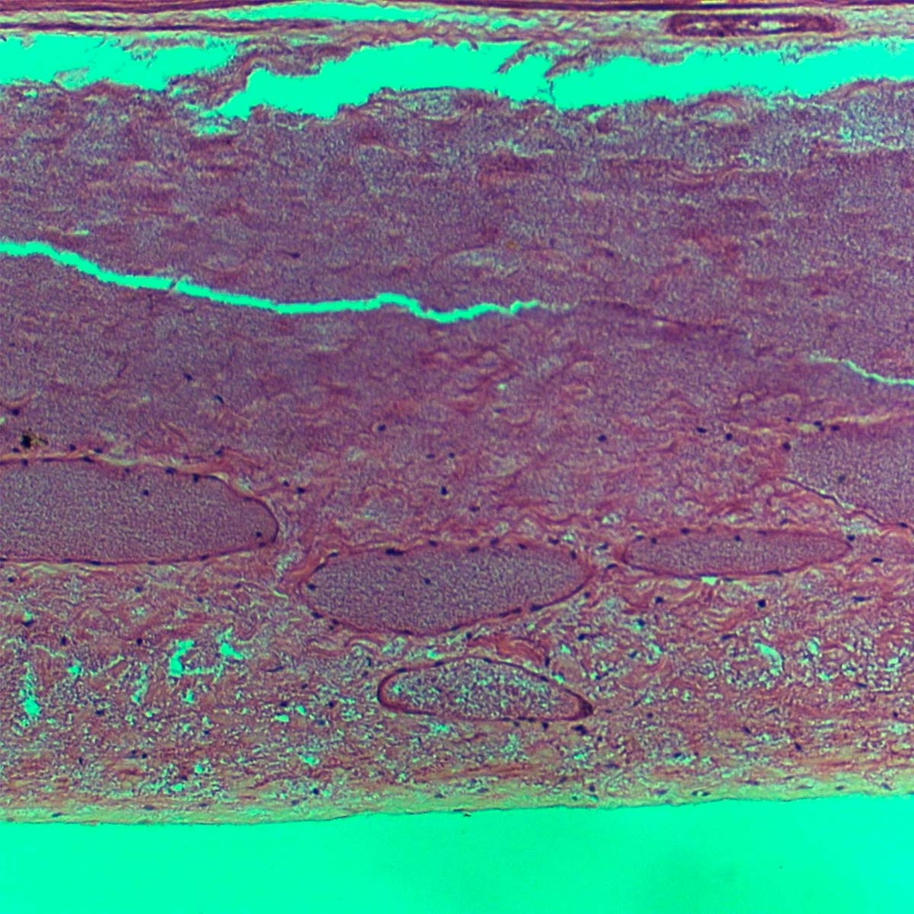 Preparación microscópica de vesícula biliar de puerco