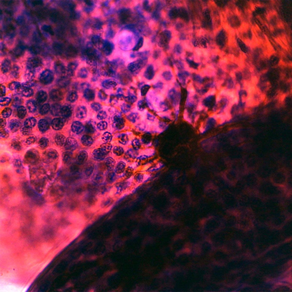 Preparación microscópica de piel de reptil